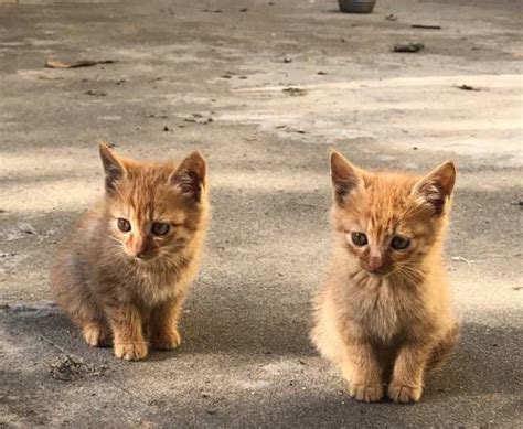 流浪貓|流浪猫（无主、长期在野外生存的猫）